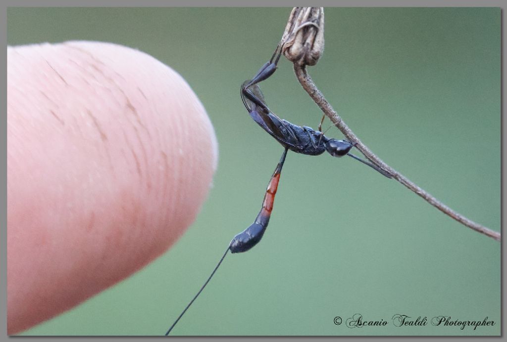 Gasteruptiidae: Gasteruption sp., femmina